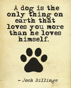 Inspirational And Motivational Quotes 23 Amazing Quotes For Dog