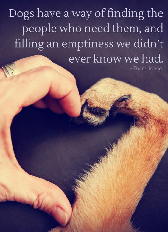 Inspirational And Motivational Quotes 23 Amazing Quotes For Dog
