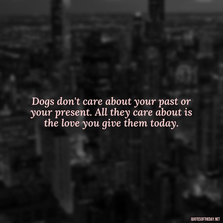 Dogs don't care about your past or your present. All they care about is the love you give them today. - Dogs Love Unconditionally Quotes