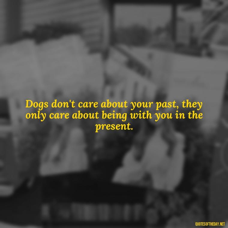 Dogs don't care about your past, they only care about being with you in the present. - Quotes About A Dogs Love