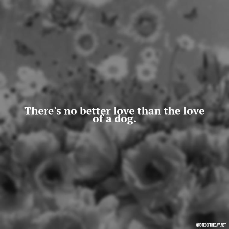 There's no better love than the love of a dog. - Dog Love Quotes For Instagram