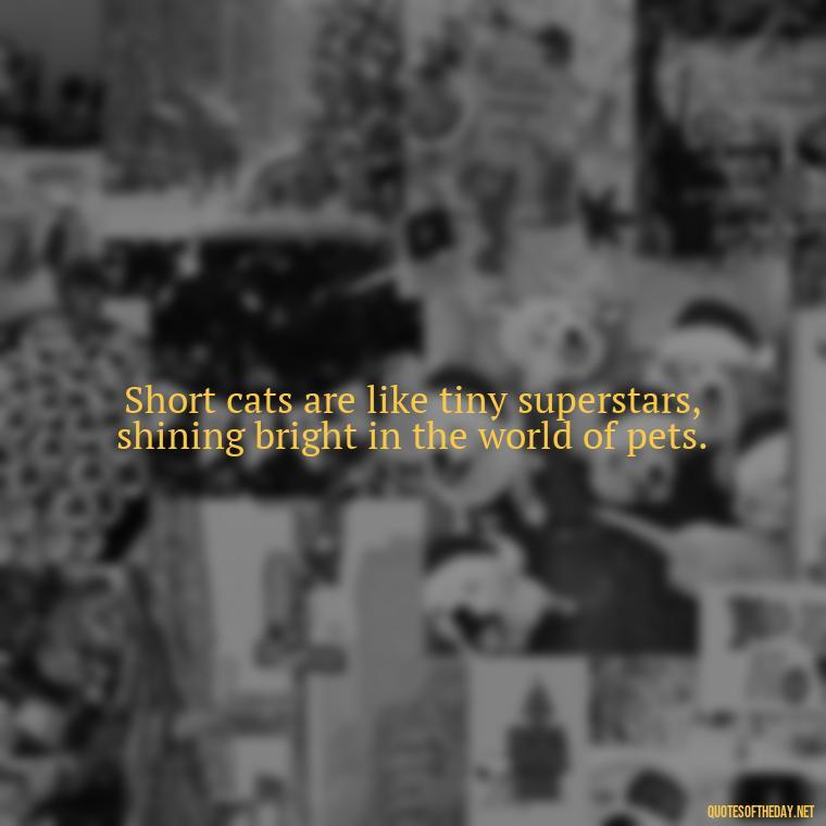 Short cats are like tiny superstars, shining bright in the world of pets. - Short Cute Cat Quotes