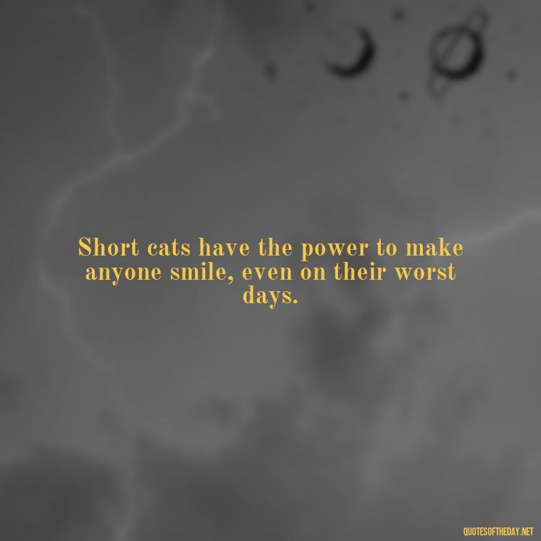 Short cats have the power to make anyone smile, even on their worst days. - Short Cute Cat Quotes