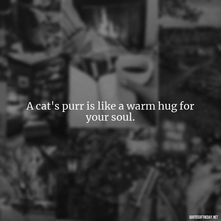 A cat's purr is like a warm hug for your soul. - Love Quotes About Cats