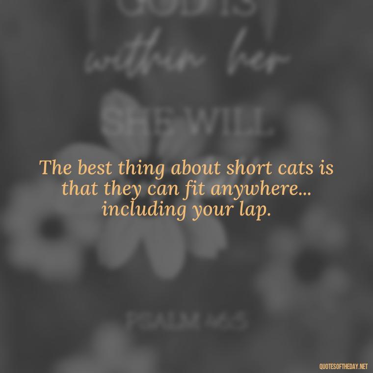 The best thing about short cats is that they can fit anywhere... including your lap. - Short Cute Cat Quotes