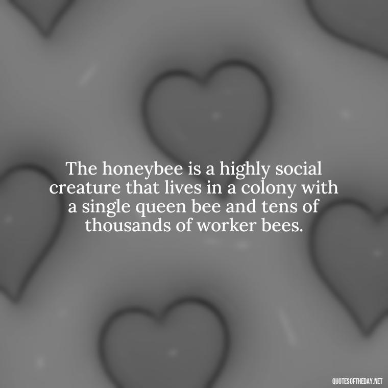 The honeybee is a highly social creature that lives in a colony with a single queen bee and tens of thousands of worker bees. - Bee Quotes Short