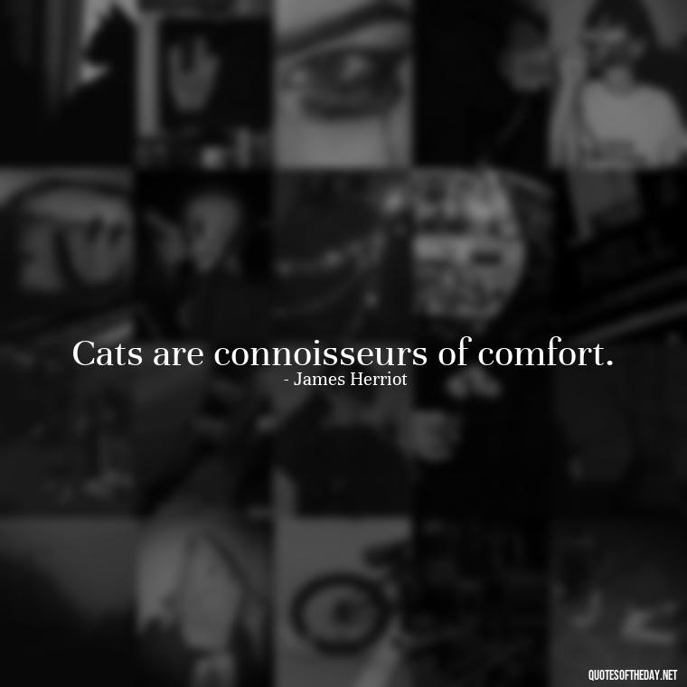 Cats are connoisseurs of comfort. - Love Quotes About Cats