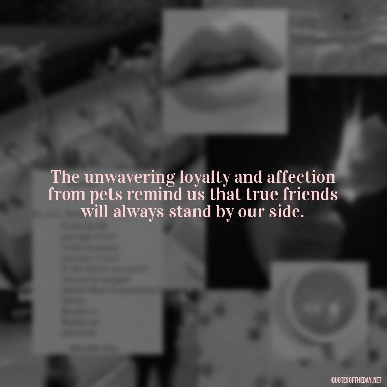 The unwavering loyalty and affection from pets remind us that true friends will always stand by our side. - Quotes About Pets Unconditional Love