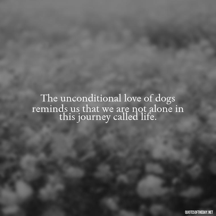 The unconditional love of dogs reminds us that we are not alone in this journey called life. - Dogs Love Unconditionally Quotes