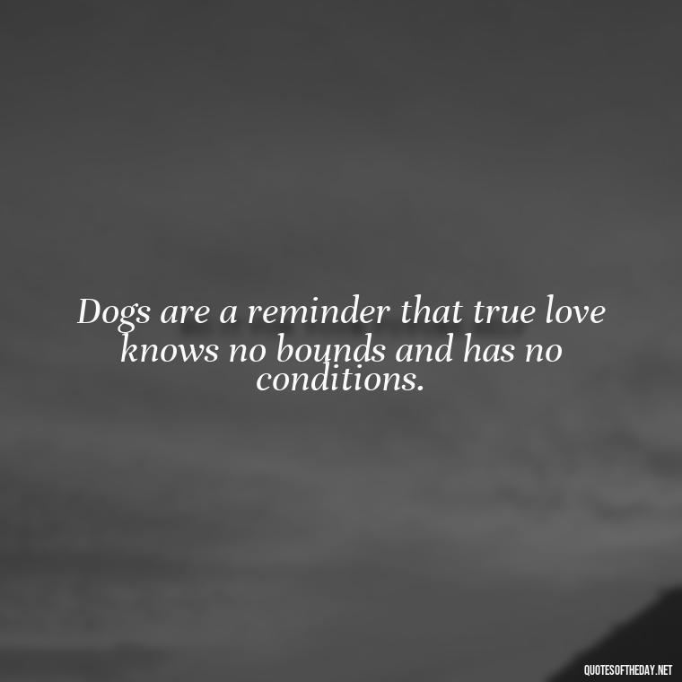 Dogs are a reminder that true love knows no bounds and has no conditions. - Quotes About A Dogs Love