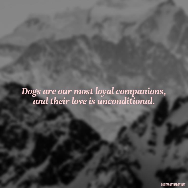 Dogs are our most loyal companions, and their love is unconditional. - Dogs Love Unconditionally Quotes