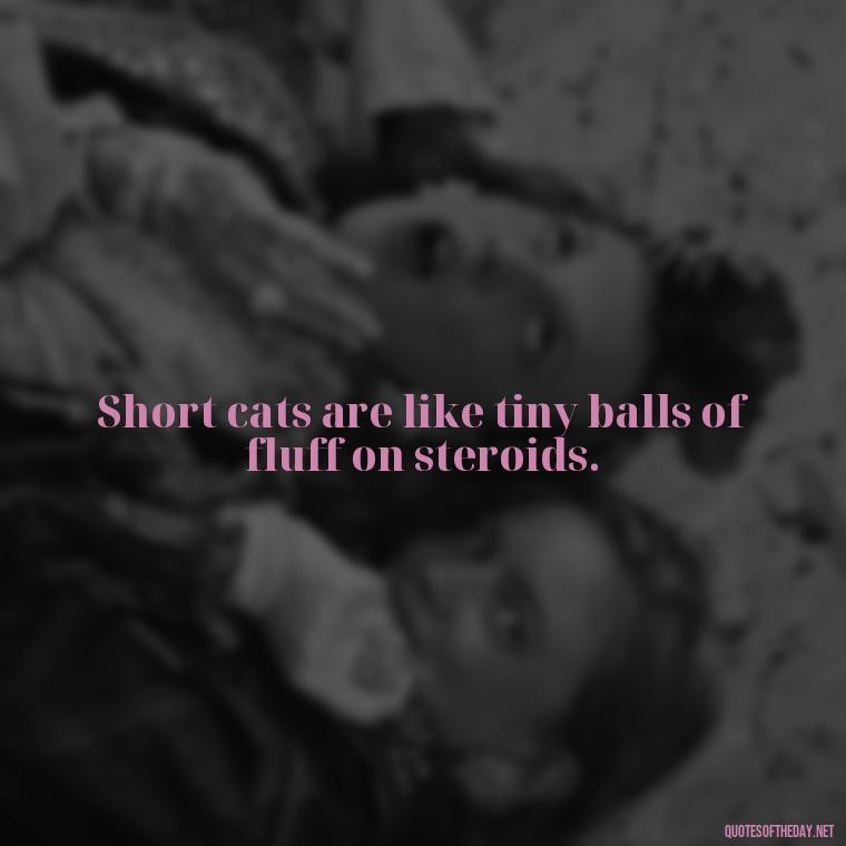 Short cats are like tiny balls of fluff on steroids. - Short Cute Cat Quotes