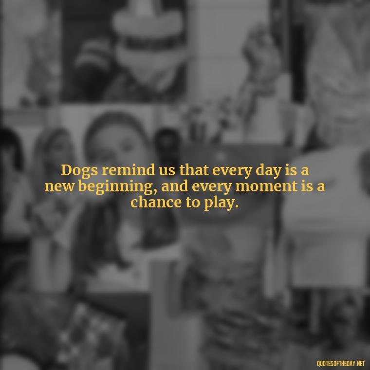 Dogs remind us that every day is a new beginning, and every moment is a chance to play. - Dog Love Quotes For Instagram