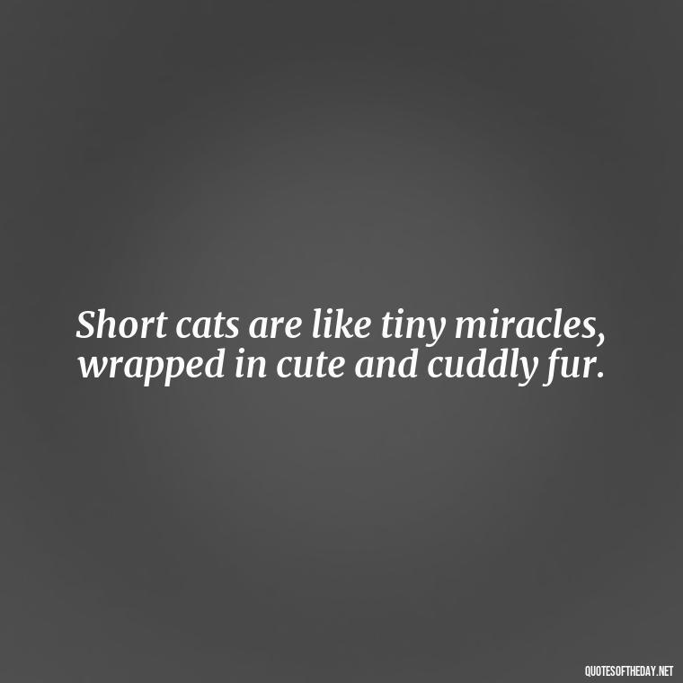 Short cats are like tiny miracles, wrapped in cute and cuddly fur. - Short Cute Cat Quotes