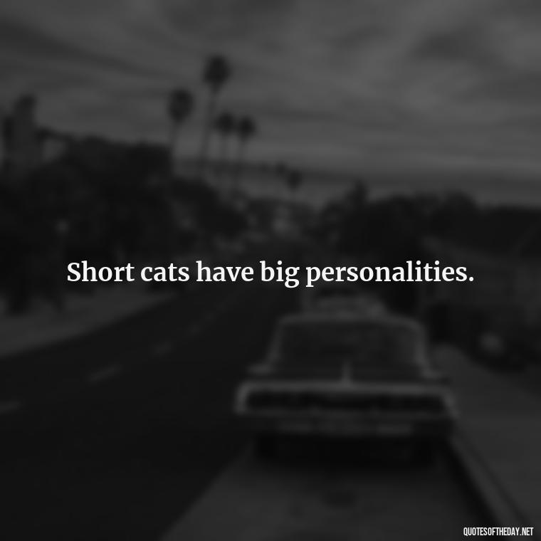 Short cats have big personalities. - Short Cute Cat Quotes