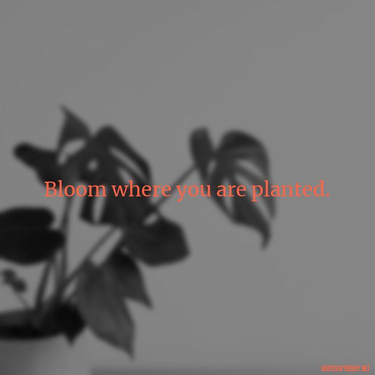 Bloom where you are planted. - Quotes Short But Meaningful