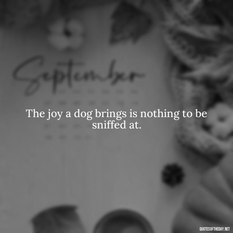 The joy a dog brings is nothing to be sniffed at. - A Dogs Love Quote