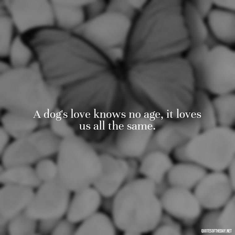 A dog's love knows no age, it loves us all the same. - A Dogs Love Quote