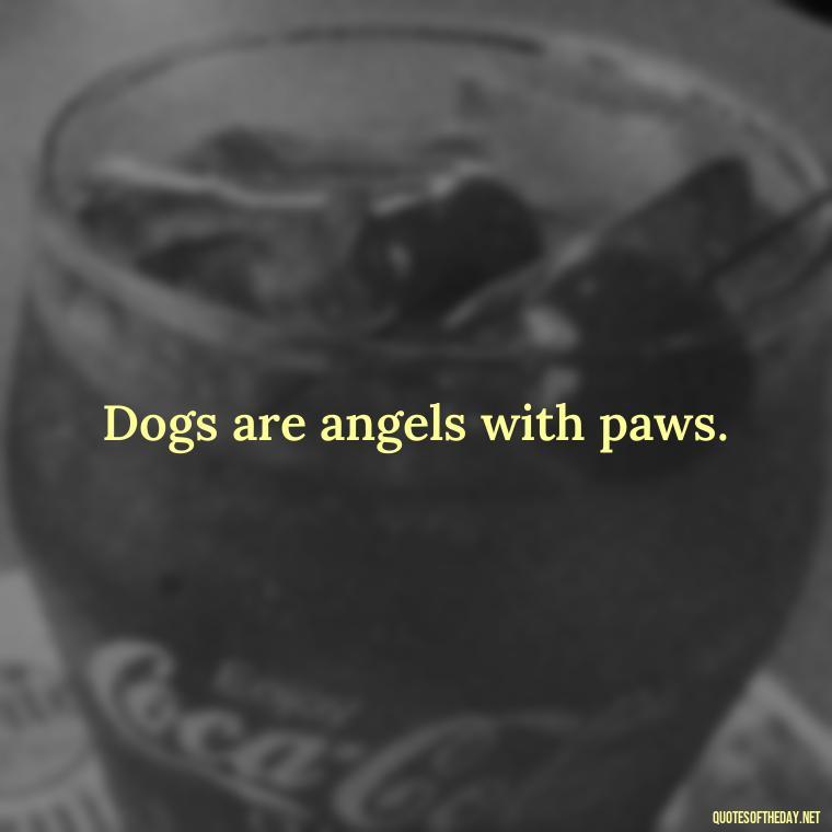 Dogs are angels with paws. - A Dogs Love Quote