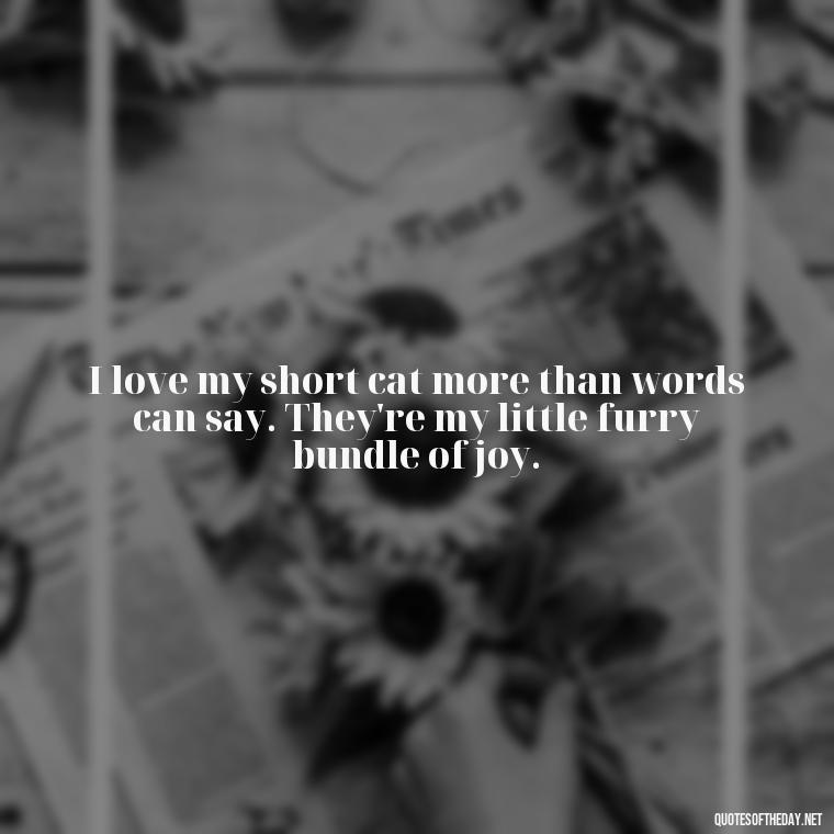 I love my short cat more than words can say. They're my little furry bundle of joy. - Short Cute Cat Quotes