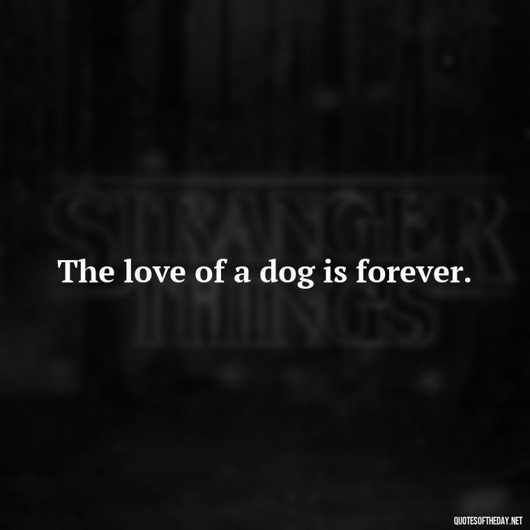 The love of a dog is forever. - Love Your Dog Quotes