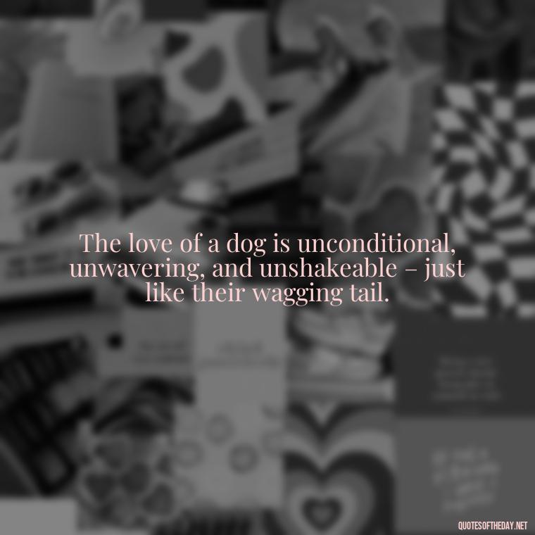 The love of a dog is unconditional, unwavering, and unshakeable – just like their wagging tail. - Love For My Dog Quotes